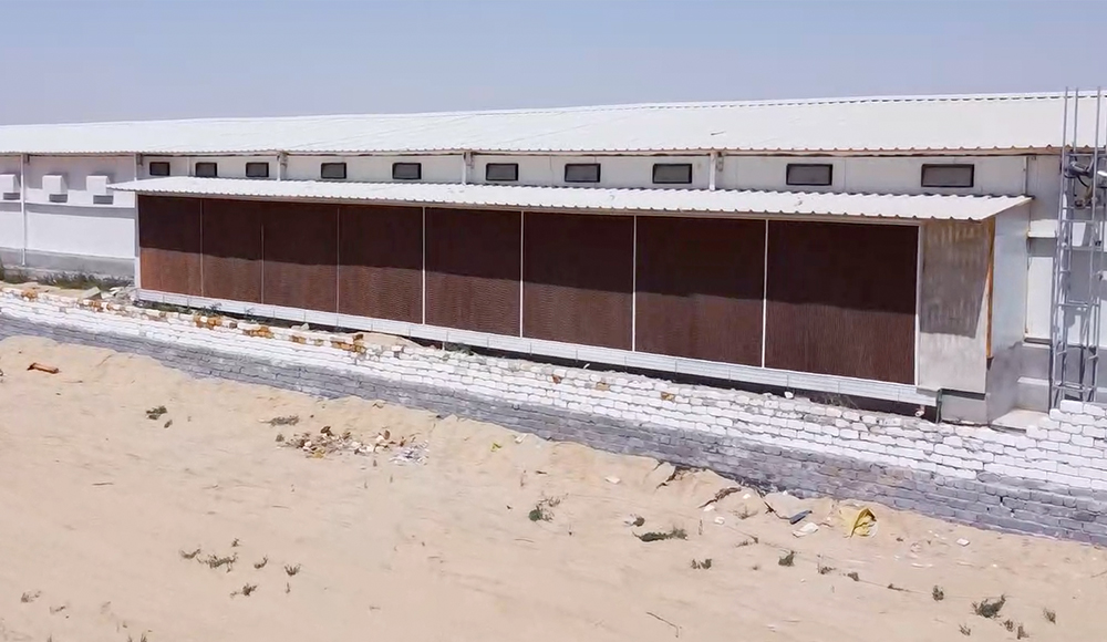 مشروع مزرعة دجاج التسمين الحديثة في مصر