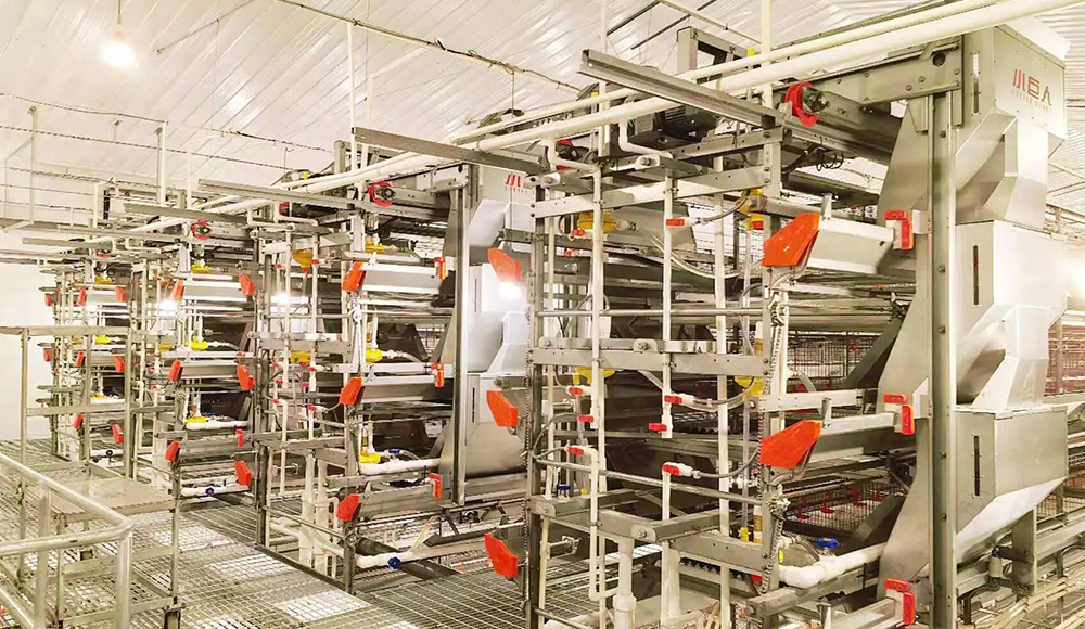 تم إكمال المرحلة الأولى من مشروع Anhui بنجاح! تعمل شركة Little Giant على تمكين الثروة الحيوانية المح