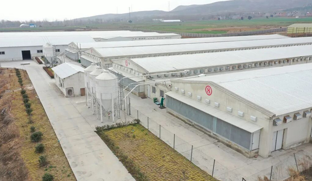 تساعد شركة Little Giant شركة Hangshuo لتربية الحيوانات في بناء مؤسسة زراعية رقمية رائدة في Henan
